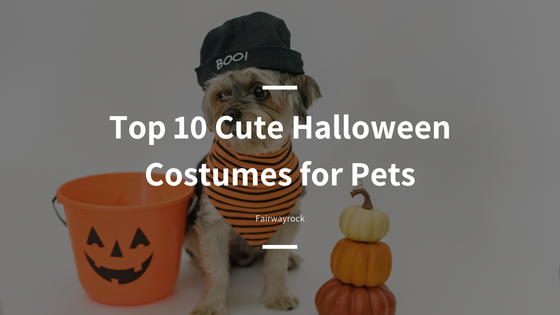Top 10 Cute Halloween Costumes for Pets