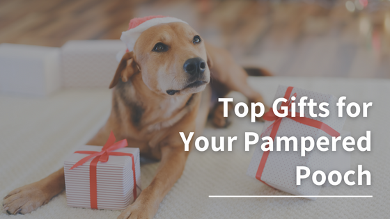 Best Gifts for Dogs: Top Gifts for Your Pampered Pooch